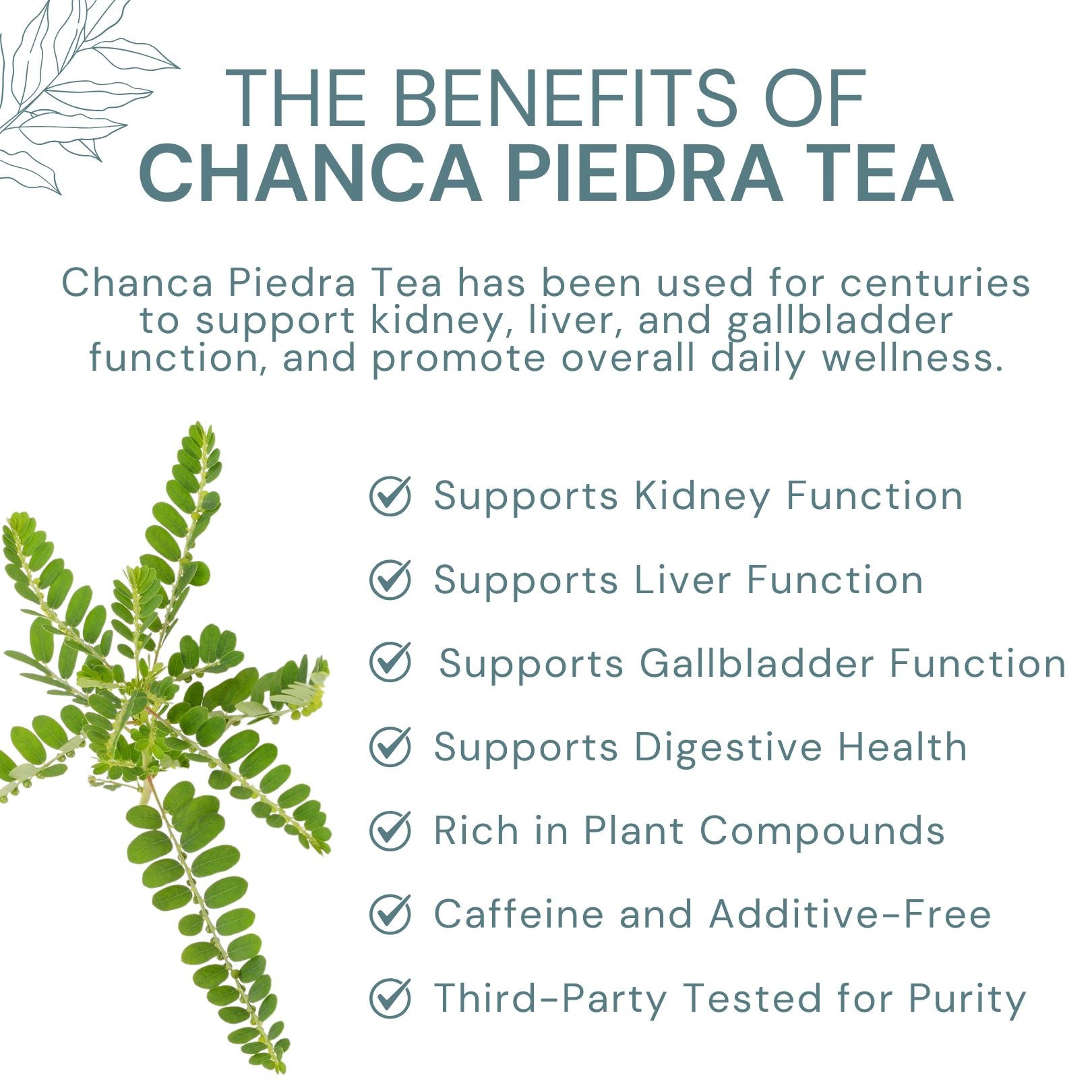 Chanca Piedra Tea - Wildcrafted Stone Breaker Herb - 8 oz