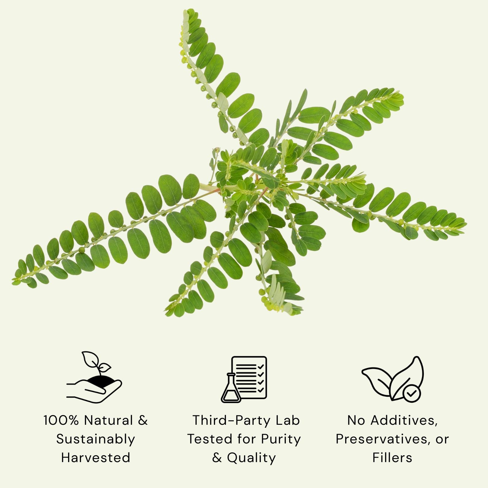 Chanca Piedra Tea - Wildcrafted Stone Breaker Herb - 8 oz