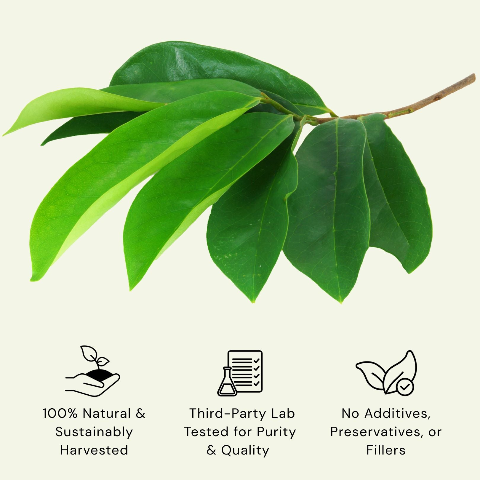 Soursop Tea - Natural Graviola Leaves - 6 oz