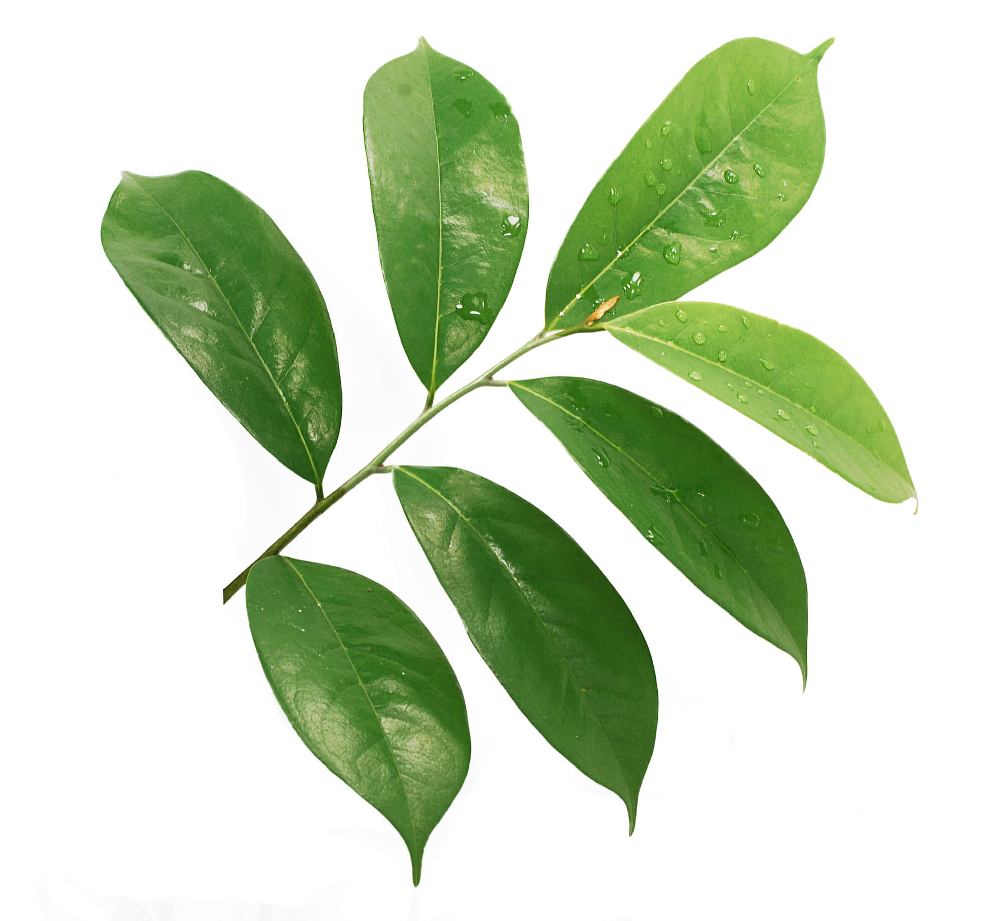 Soursop Tea - Natural Graviola Leaves - 6 oz
